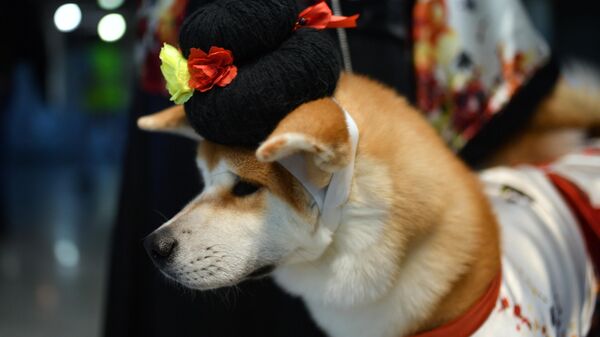 Собака породы акита на выставке Евразия-2019 в Крокус Экспо в Москве